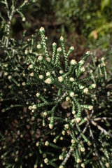 Ozothamnus scutellifolius