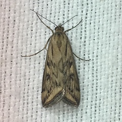 Loxostege cereralis