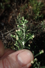 Ozothamnus scutellifolius