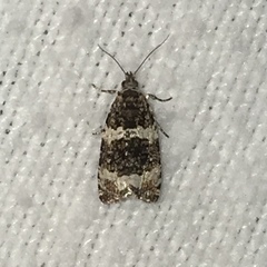 Olethreutes fasciatana