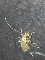 Eutetrapha sedecimpunctata