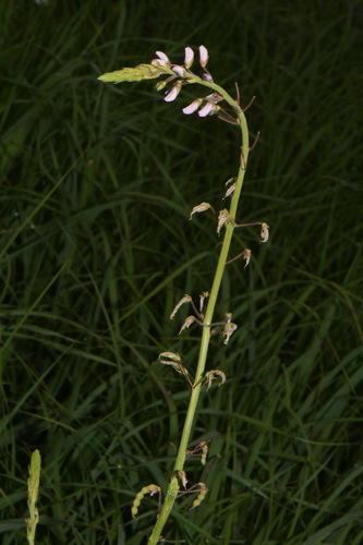 Image of Desmodium illinoense by (c) Brian Finzel, some rights reserved (CC BY-SA)