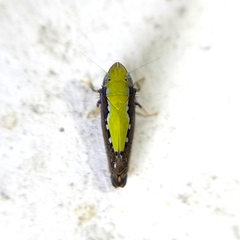 Scaphytopius sulphureus