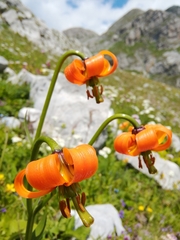 Lilium albanicum