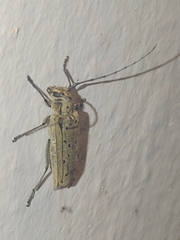 Eutetrapha sedecimpunctata