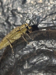 Eutetrapha sedecimpunctata