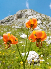Lilium albanicum