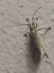 Eutetrapha sedecimpunctata