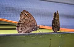 Cercyonis pegala nephele