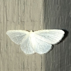 Protitame virginalis