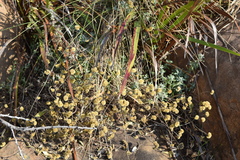 Helichrysum intricatum