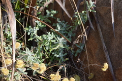 Helichrysum intricatum