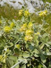 Potentilla speciosa