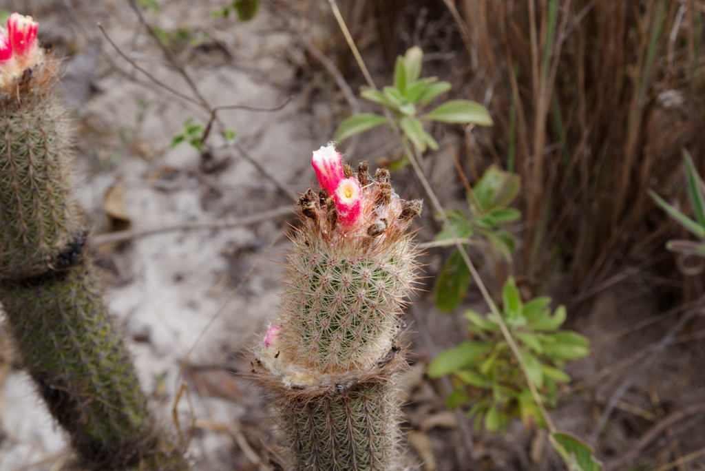 Arrojadoa albiflora