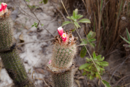 Arrojadoa X albiflora