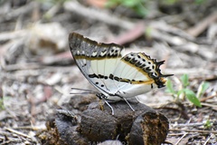 Polyura nepenthes