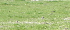 Charadrius montanus