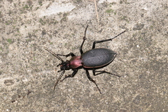Carabus jankowskii