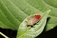 Acanthosoma denticaudum