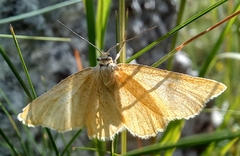 Crocota pseudotinctaria