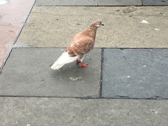 Columba livia domestica