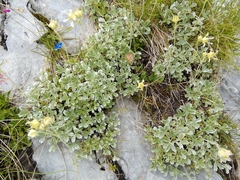 Potentilla apennina