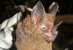 Phyllostomus elongatus