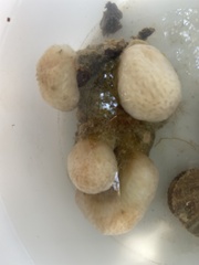 Polycitor adriaticus