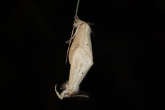 Laelia anamesa