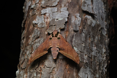 Ambulyx sericeipennis