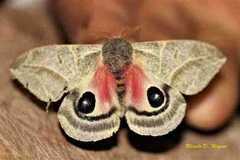 Austrolippa cruenta