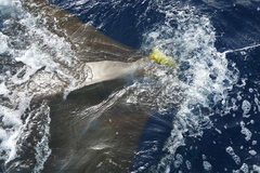 Mobula tarapacana