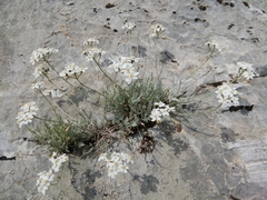 Achillea clavennae
