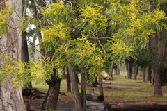Acacia decurrens