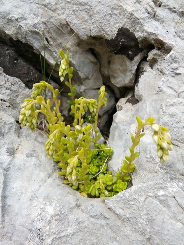 Sedum magellense