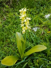 Orchis pallens