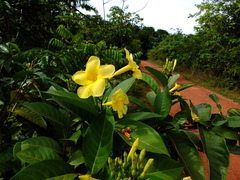 Odontadenia puncticulosa
