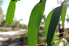 Eucalyptus cephalocarpa