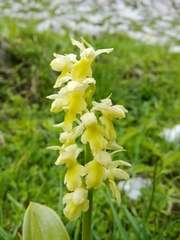Orchis pallens