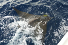 Mobula tarapacana