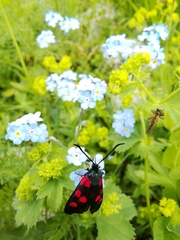 Zygaena angelicae