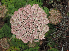 Daucus carota halophilus