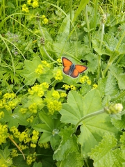 Lycaena candens