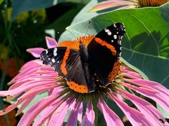 Vanessa atalanta