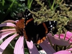 Vanessa atalanta