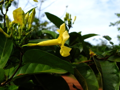 Odontadenia puncticulosa