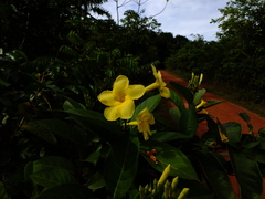 Odontadenia puncticulosa