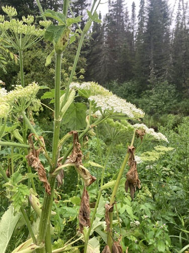 Heracleum lanatum iNat (1)