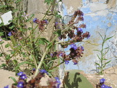 Anchusa calcarea