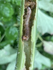 Papaipema harrisii